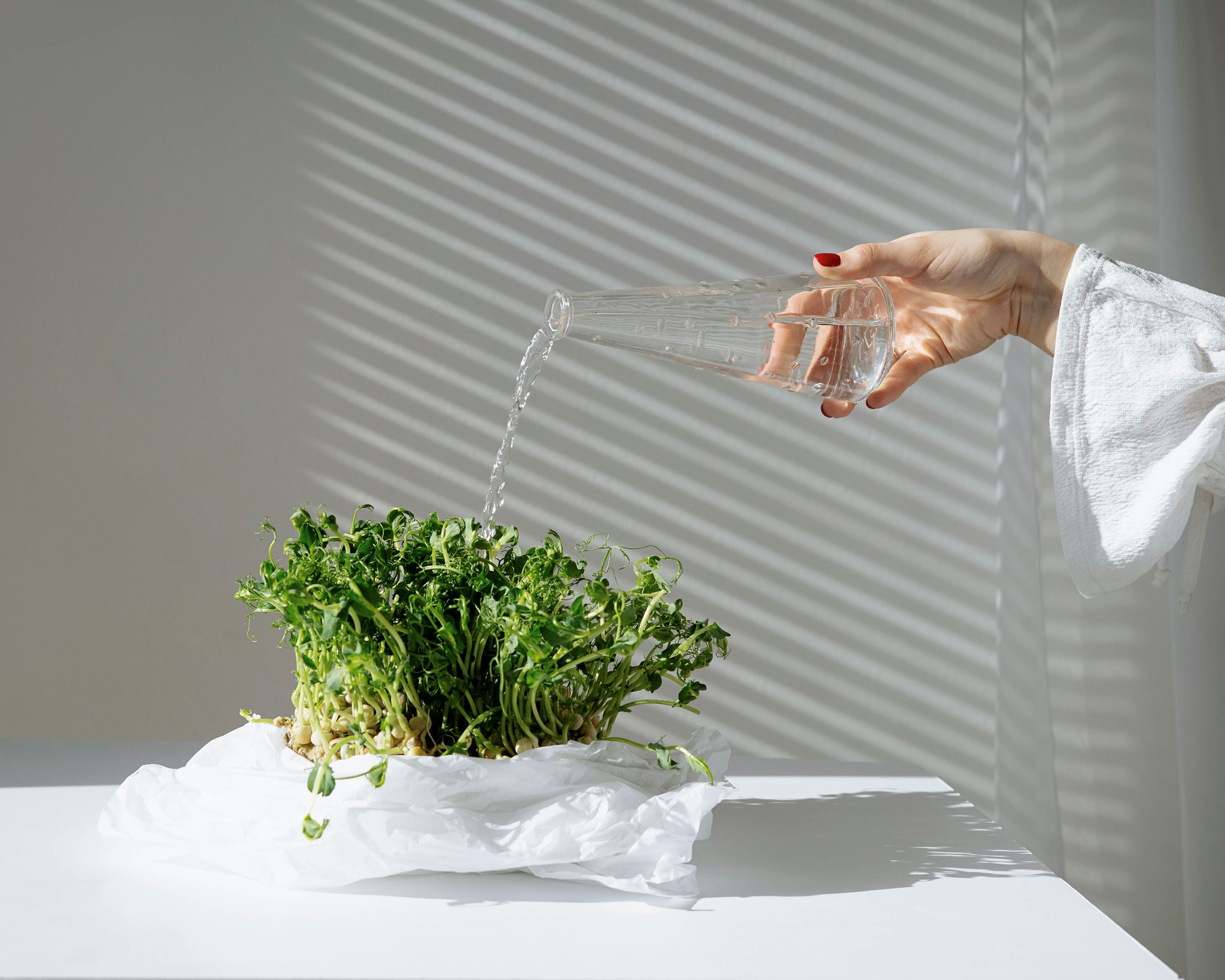 Daržininkystė namuose: 5 pagrindiniai žingsniai