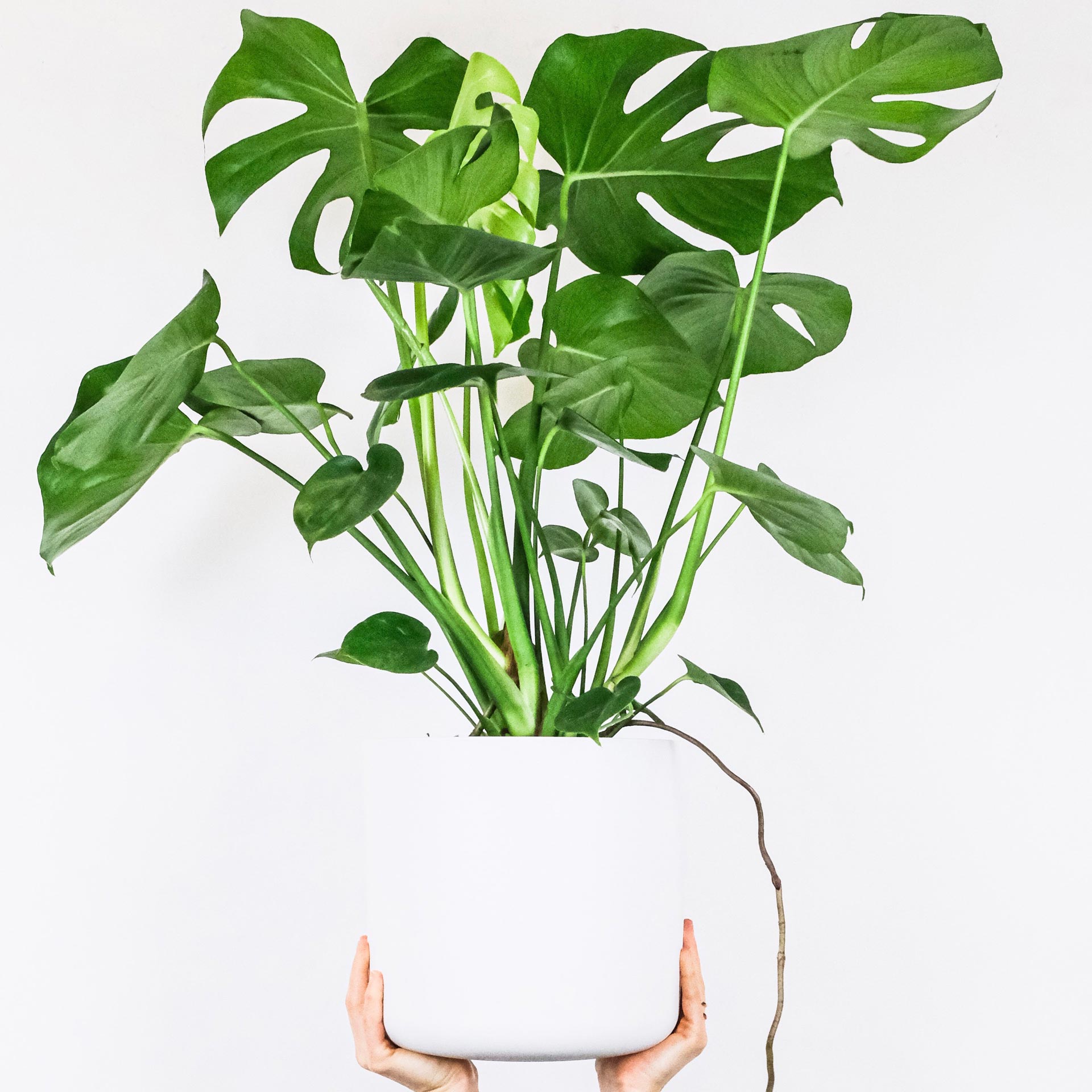 Monstera2.jpg